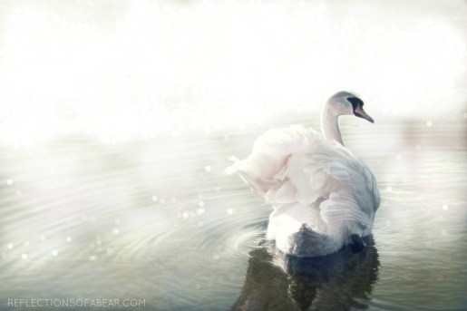 Swan with watermark