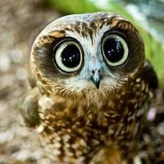 a12f26667018668ce3720ca95b79858b