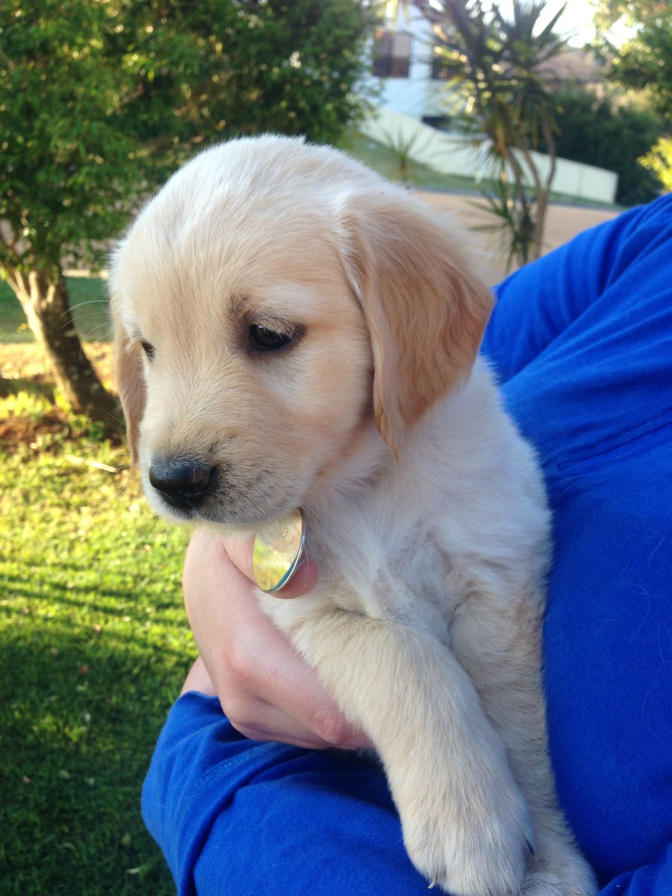 Ellie blurred tag.jpeg