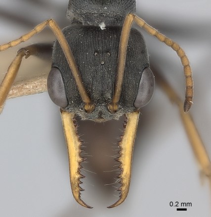 Myrmecia_pilosula_specimen_mandibles